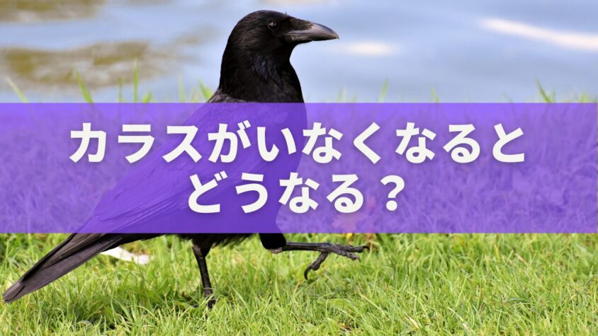 カラスがいなくなるとどうなる?生態系が崩れる“静かな都市の危機”