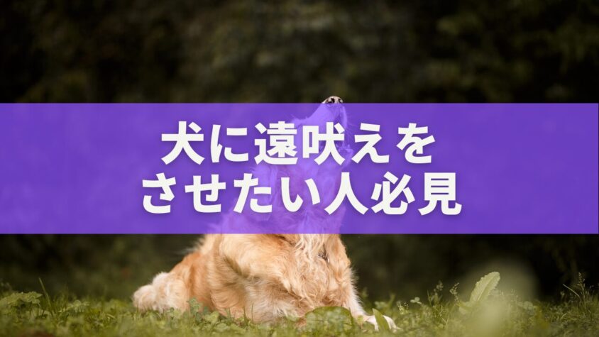 【完全ガイド】犬に遠吠えをさせたい人必見|自然に学ばせるトレーニングと絆の深め方
