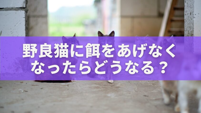野良猫に餌をあげなく なったらどうなる？