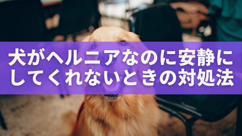 犬がヘルニアなのに安静にしてくれないときの対処法|ケージレストとケアの完全ガイド