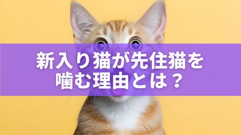 新入り猫が先住猫を噛む理由とは？